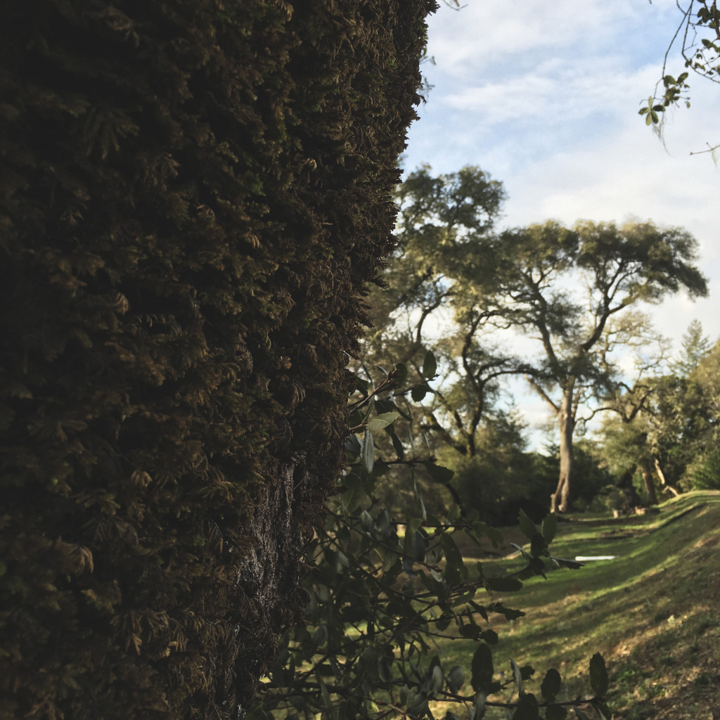 Demuth Vineyard Trees.