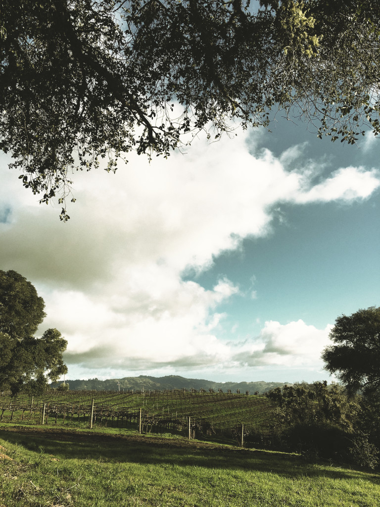 Demuth Vineyard Clouds.