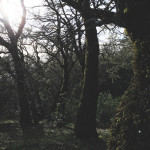 Demuth Vineyard Winter Light.