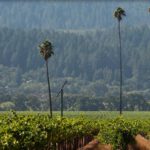 The Three Palms Vineyard