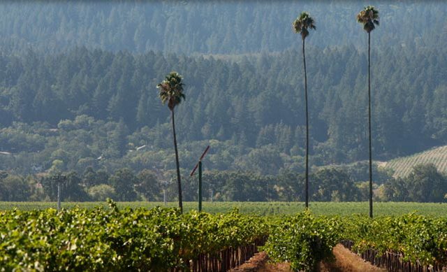 The Three Palms Vineyard